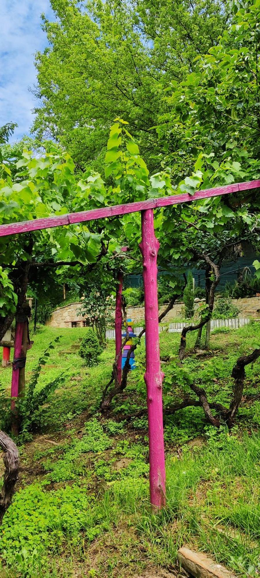 Le Rose Di Mapi Villa Mango Bagian luar foto