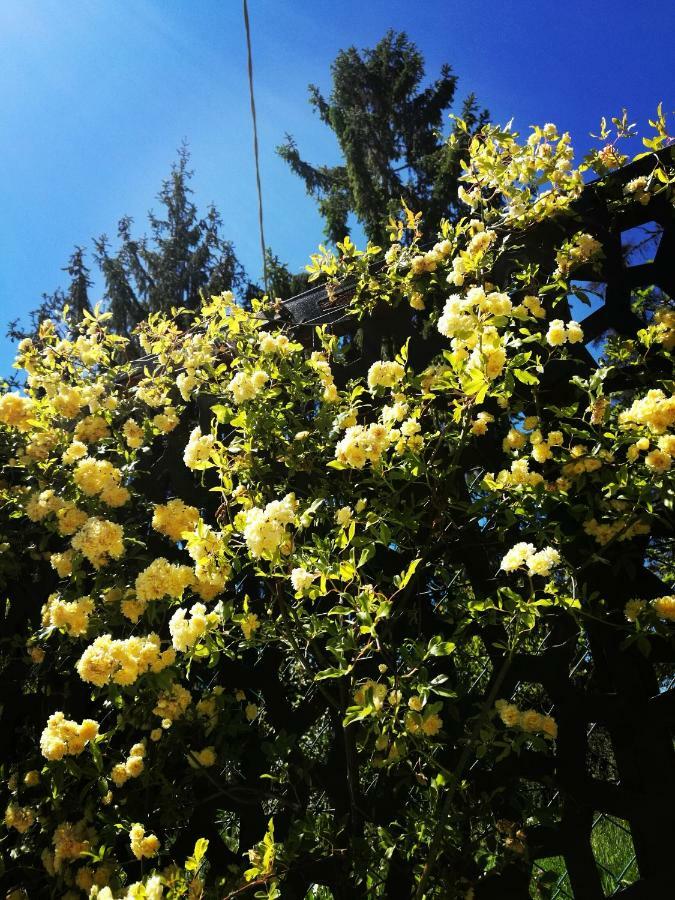 Le Rose Di Mapi Villa Mango Bagian luar foto